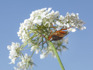 Shieldbug on queen anne's lace flower