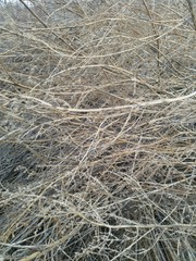 dry grass