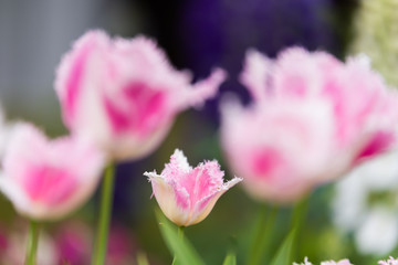 Obraz na płótnie Canvas チューリップの咲く花壇