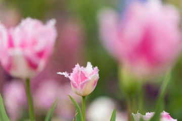 チューリップの咲く花壇