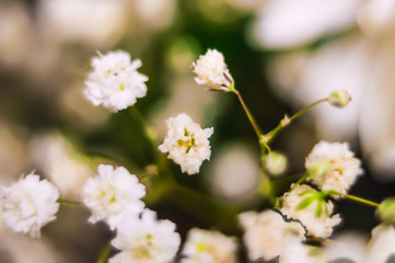 A bouquet of small white flowers on a dark background. Design. Macro