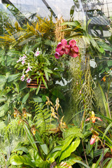Fototapeta premium greenhouse with exotic flowers and plants, magnificent orchids