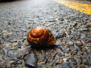snail on the road