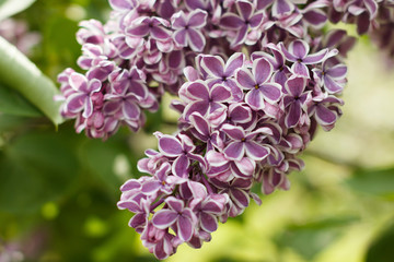 beautiful lilac branches of different colors, a Sunny spring day, fragrant bushes in spring strewn...