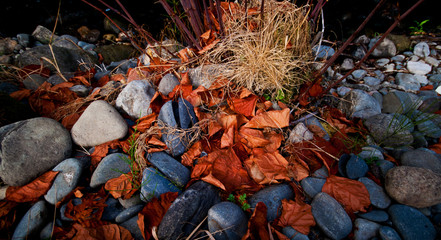 Pebbles and leaves