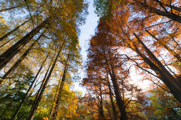 東京都新宿区の公園の紅葉のメタセコイア