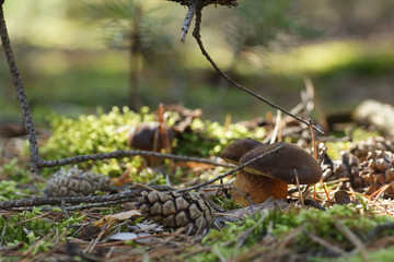 Fungus in the autumn forest