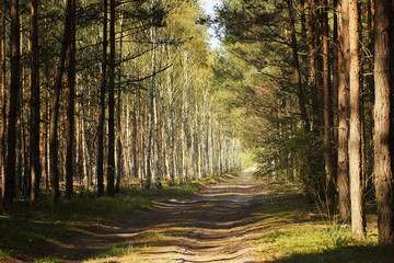 Forest road