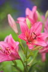 Fototapeta na wymiar Closeup of beautiful light pink lily on a green natural background. Garden flowers.
