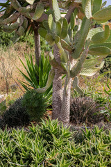 many cacti of different shapes and sizes, growing in the hot sun, among the stones, cactus Park on the island of Cyprus