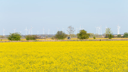 Beautiful farm landscape with rasp yellow blossom, wind turbines to produce green energy and...
