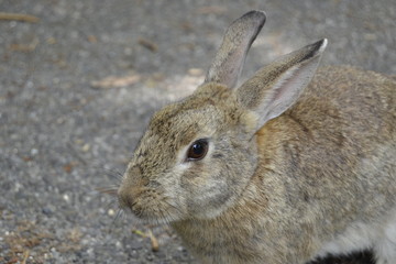 Lapin