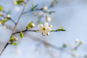 Flowering Apple trees on a spring sunny day on a branch in spring under the rays of the bright beautiful sun against the sky and buds and flowers open. White flowers on the branches.