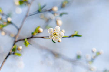 Flowering Apple trees on a spring sunny day on a branch in spring under the rays of the bright beautiful sun against the sky and buds and flowers open. White flowers on the branches.