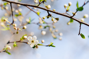 Flowering Apple trees on a spring sunny day on a branch in spring under the rays of the bright beautiful sun against the sky and buds and flowers open. White flowers on the branches.