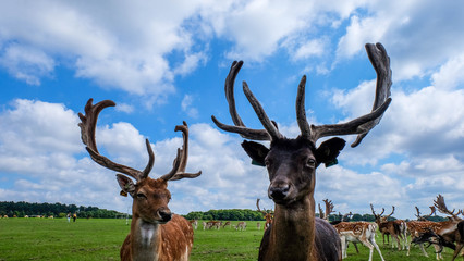 The deers are out in the field