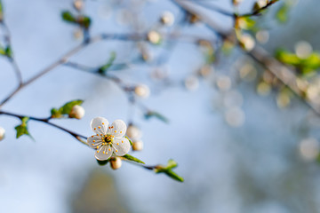 Flowering Apple trees on a spring sunny day on a branch in spring under the rays of the bright beautiful sun against the sky and buds and flowers open. White flowers on the branches.