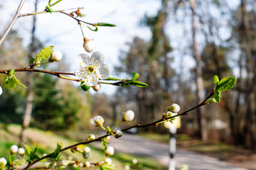 Flowering Apple trees on a spring sunny day on a branch in spring under the rays of the bright beautiful sun against the sky and buds and flowers open. White flowers on the branches.
