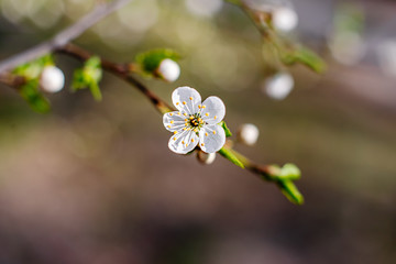 Flowering Apple trees on a spring sunny day on a branch in spring under the rays of the bright beautiful sun against the sky and buds and flowers open. White flowers on the branches.