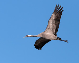 Common Crane in flight