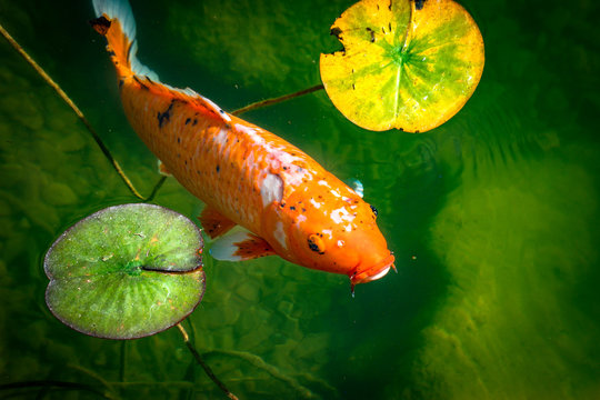 Goldfisch