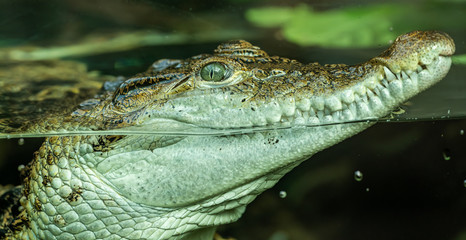portrait of crocodile in the water through glass