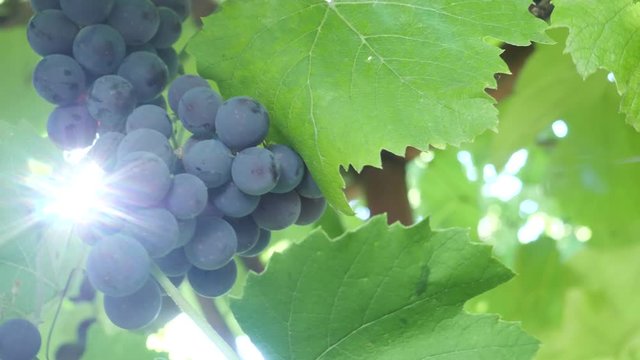 Dark purple grape fruit in sunshine ray lights. Green background on vineyard. Nature and fine wine, organic bio food, handmade concept