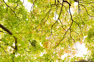 東京都新宿区の公園の緑の葉の中の赤と黄の紅葉