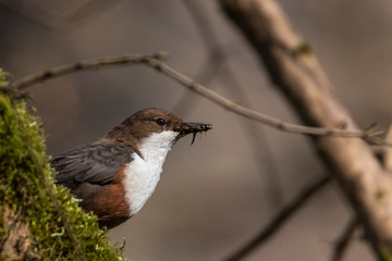 Wasseramsel