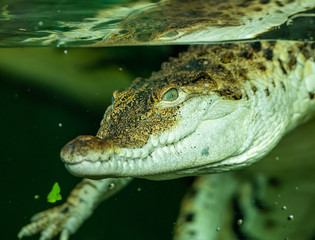 portrait of crocodile in the water through glass