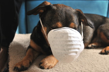Dog with face mask for protection against virus
