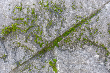 Green moss covers the uneven and rough surface of a large gray stone with deep cracks and chips. Texture of stone as natural background for your design