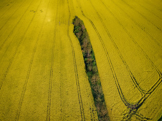 Yellow rapeseed field in bloom at spring