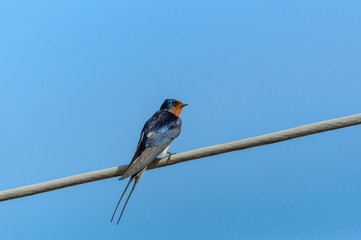 Barn Swallow, little bird with a long tail sits on a telephone cable.