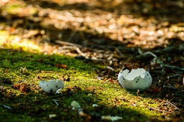 An empty bird egg shell lies on a green forest undergrowth.