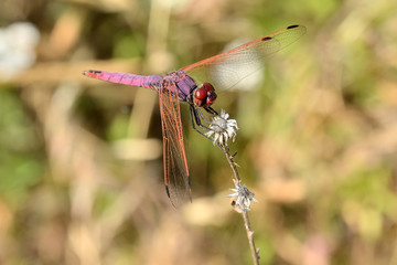 libelula roja posada sobre una flor seca en la orilla del rio Marbella Andalucía España	