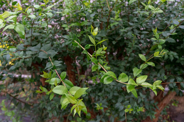 Fresh young green leaves bloomed on branch of bush in early spring. Blurred background. soft focus