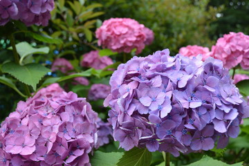 東京都文京区駒込の日本庭園に咲くアジサイ