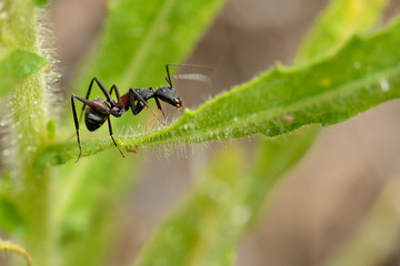 hormiga negra caminando sobre una hoja verde