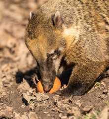 coati or coatimundi eating an egg