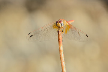  libelula roja posada en una rama seca sobre fondo crema (gomphus vulgatissimus) Marbella Andalucía España