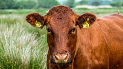 Cow portrait