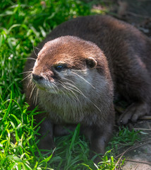 Otter close up 3