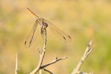  libelula roja posada en una rama seca sobre fondo verde (gomphus vulgatissimus) Marbella Andalucía España