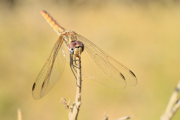  libelula roja posada en una rama seca sobre fondo verde (gomphus vulgatissimus) Marbella Andalucía España