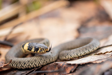 close up of a snake