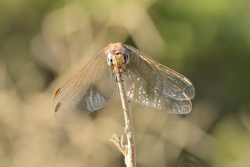  libelula roja posada en una rama seca sobre fondo verde (gomphus vulgatissimus) Marbella Andalucía España