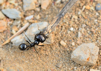 hormiga negra arrastrando un tronco sobre un camino de piedras