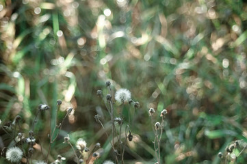 striped shadow from a fence in a village, Russia