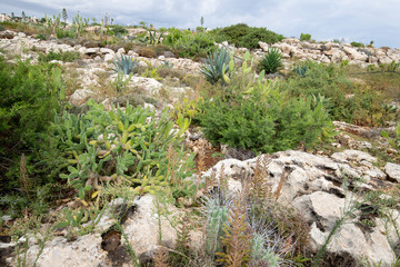 many cacti of different shapes and sizes, growing in the hot sun, among the stones, cactus Park on the island of Cyprus